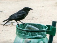 清掃員として雇われたのは訓練された6羽のカラスたち。フランスのテーマパークで絶賛勤務中