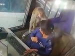 悪質すぎる…！　訓練した猿を使って料金所で金を強奪。