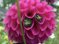 メルヘンの世界がここに！ダリアの花がカエルたちの快適なホテルになっていた！