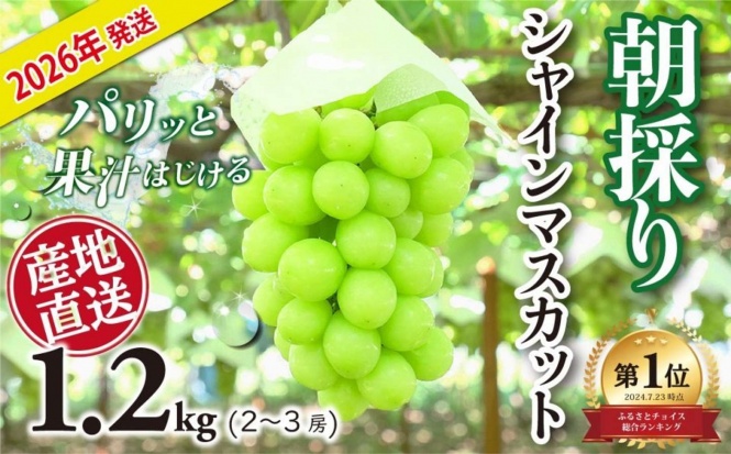 山梨県 大月市「シャインマスカット 1.2kg 2 ~ 3房」12000円（ふるさとチョイスより）
