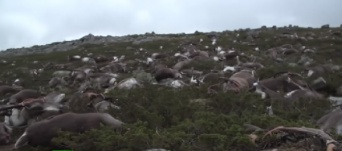 落雷が原因か？　ノルウェーの高原で323頭ものトナカイが大量死