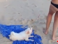 この犬はいったい何のヒモを引っ張っているのでしょうか？（犬特権）