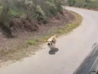 山に捨てられた犬、通りすがりの車を必死で追いかけ続け、新たなる家族を得る