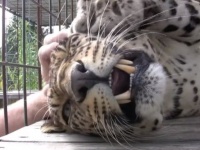 「あっ、そこ、イイっス！もっとやって！」ヒョウだって猫やしモフられたらゴロゴロしちゃうのだ