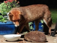 裏庭に来るキツネたちに餌を置いておいたところ、かわいいお客さんが！野生のハリネズミがご来店（イギリス）