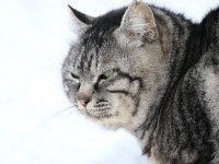 戸田れい「幼少期、猫のお乳を飲んだことがある。甘いんです」