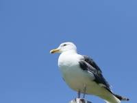 ​アラスカで海鳥が大量死。海水温の上昇と関連か