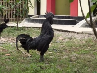 血液以外は全部真っ黒。オールブラックなニワトリ「アヤム・セマニ」を放し飼いで育てる男性（インドネシア）