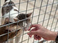 2日間で施設にいる猫全て、67匹の飼い主が決まる！収容キャパを超えた保護施設のアイデア・キャンペーンが大成功（カナダ）