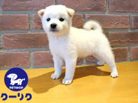 有限会社 Coo&amp;RIKUのプレスリリース画像