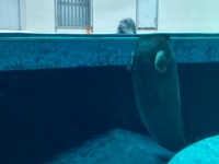 まるでマジック　水から頭を出したら、胴体が「切り離されてしまった」アザラシに反響