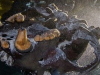 水中洞窟で発見された氷河期の巨大クマの骨（メキシコ）