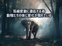 気候変動を乗り切るため、野生動物たちの体に変化が現れている