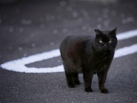 クロネコ。写真はイメージ（Koziro Hasegawaさん撮影,flickrより）