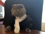 ルーマニアでは猫が給料もらってる！