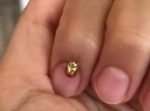 不思議！　ゆっくりと色が金 → 赤に変わっていく虫。