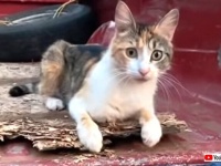 【音量注意】猫たちにとある音声を聞かせてみた。猫まっしぐらに飛んでくるらしい？