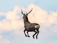 トナカイの代役バイト行ってきます！　北海道で「空飛ぶエゾシカ」激写される