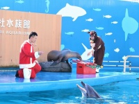 アシカ＆イルカが特別演奏　水族館のクリスマスイベントがたのしそう