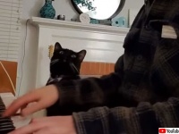 ピアノを触るなら、私を触りなさいよ。飼い主の横に座って自分を使って演奏させようとする猫