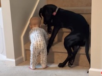 赤子にはまだ早かろう。階段をブロックし赤ちゃんを危険から守ろうとする犬