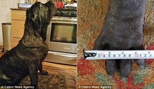 巨大犬　ユーフラテス