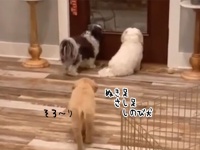 背後から忍び寄り仲間の犬を驚かせるおちゃめな犬