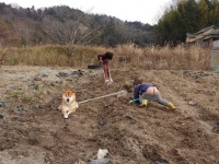 情報量が多すぎる...！（写真は「柴犬が作る赤いキウイ（＠farm_docan）」のアカウントより）