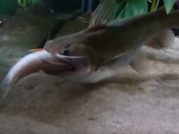 無茶しやがって・・・でかい口を持つナマズ、バトラクスキャットがでかい魚をガブリと捕食したところ胃袋が大変なことに