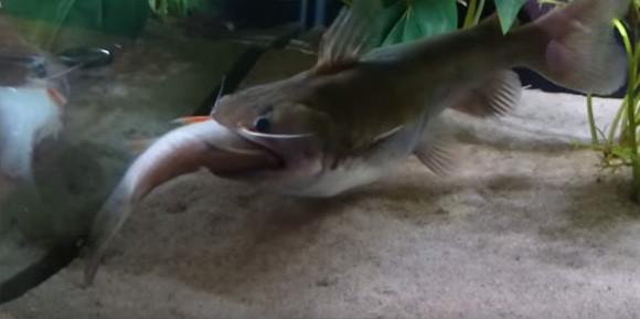 無茶しやがって・・・でかい口を持つナマズ、バトラクスキャットがでかい魚をガブリと捕食したところ胃袋が大変なことに