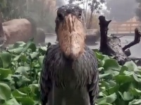 パイセン、流石っす！雨に打たれても全く動じないハシビロコウ
