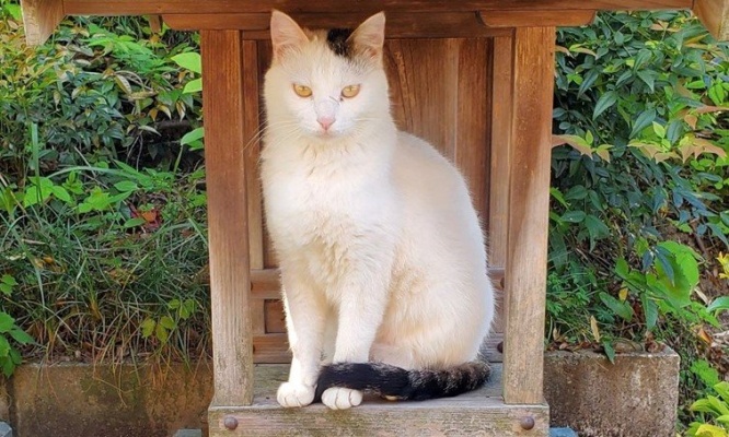 「神々しい」「ご利益ありそう」　祠の中に降臨した「猫神様」に大反響