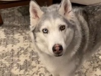 あのハスキー犬ゼウスがまたやらかした？相棒のオヤツを取り上げている姿が目撃された