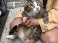 猫に九生あり。6階から落ちた猫、車の窓ガラスに激突するも奇跡の生還