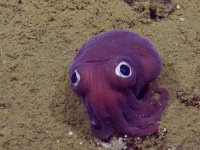 まるでぬいぐるみ！深海でおもちゃのような紫のイカが発見される
