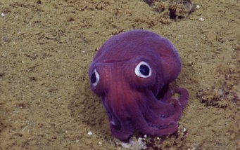 まるでぬいぐるみ！深海でおもちゃのような紫のイカが発見される