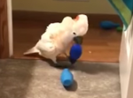 オウムがボーリングをマスター！テンションの高さに思わず笑ってしまう