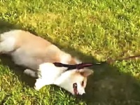 「い～や～じゃ～」とグダグダわんこ。おうちに帰りたくない犬総集編
