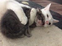 子猫はみんな私の子。父性が炸裂、数十匹の子猫たちの親役をかって出たオスの元保護猫（アメリカ）