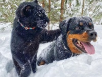 母親に捨てられた黒豹の赤ちゃん、飼い犬と深い絆を結び犬化が加速中（シベリア）