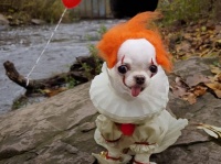 映画「IT」のペニーワイズのコスプレをした犬があまりにも出来すぎていたのでコラ職人頑張る