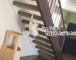 ニャン法、階段うらのぼりの術を華麗に決める猫