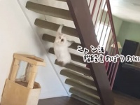 ニャン法、階段うらのぼりの術を華麗に決める猫