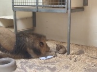 動物園で生まれた赤ちゃんライオン、はじめて父親とご対面。父親は興味津々（アメリカ）