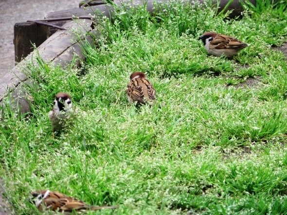 スズメを見て、気持ちをなごませた