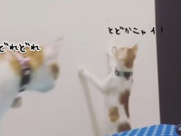 あのおもちゃがとりたいニャ！弟の為に棚のおもちゃを取ってあげる姉猫