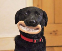 まぬけな顔に笑わずにはいられない！ 飼い主もワンちゃんもハッピーになるおもちゃ7選