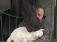 猫好きの馬、猫を口で”はむはむ”するよ