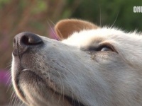 人間の大人が怖い！飼い主との距離をキープし続ける犬