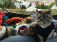 2人と2匹はいつもいっしょ！犬と猫と飼い主が織りなすやさしい旅の物語